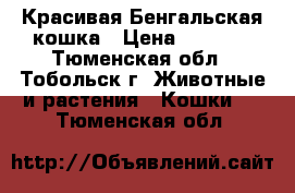 Красивая Бенгальская кошка › Цена ­ 7 000 - Тюменская обл., Тобольск г. Животные и растения » Кошки   . Тюменская обл.